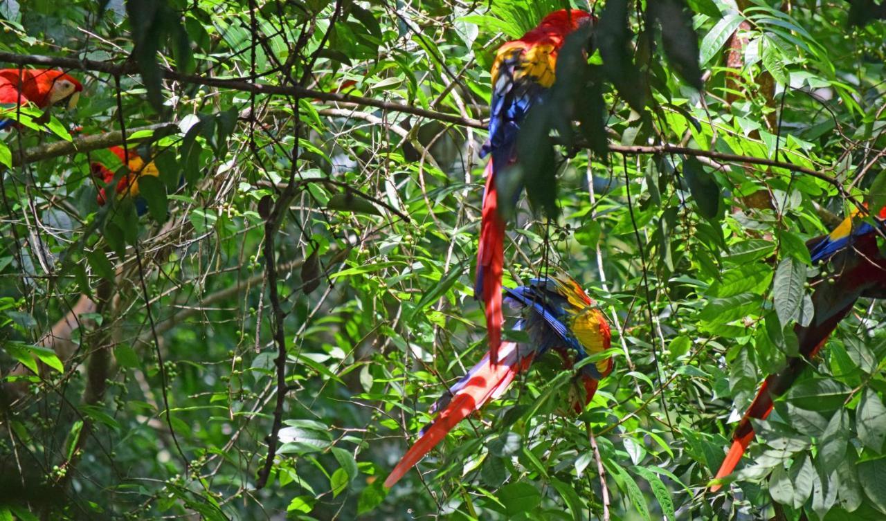 La Montanita Lodge Manuel Antonio Luaran gambar